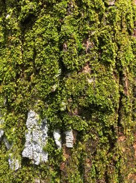The bark on the surface of a tree with moss Stock Photos