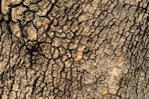 Bark surface on the tree in the park at dawn. Stock Photos
