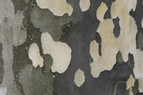 Bark of a sycamore tree as a background, closeup of photo Stock Photos