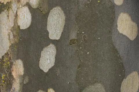 Bark of a sycamore tree as a background, closeup of photo Stock Photos