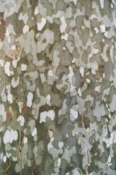 Bark of sycamore tree close up Stock Photos