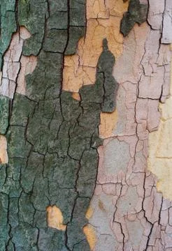The bark of a sycamore tree Stock Photos