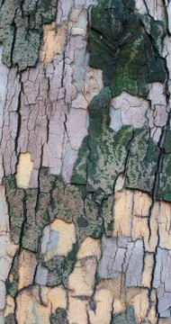 The bark of a sycamore tree Stock Photos
