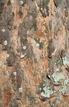 Bark of a Sycamore Tree Stock Photos