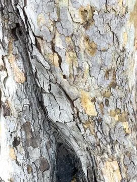 Bark of sycamore tree trunk Stock Photos