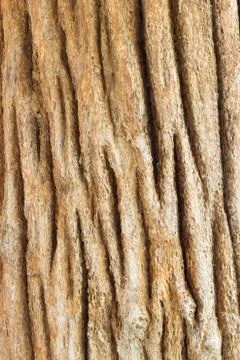 Bark of teak tree Stock Photos