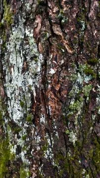Bark texture 2 By Linus Foto stock
