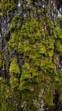 Bark texture 3 By Linus Stock Photos