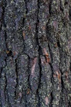 Bark texture and background of a old pine trunk Stock-Fotos