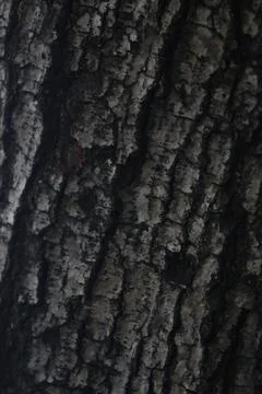 Bark texture background close up Stock Photos