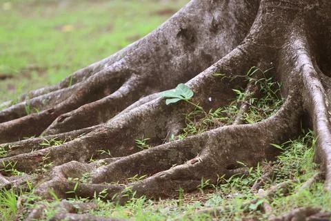 Bark texture background close up Foto stock