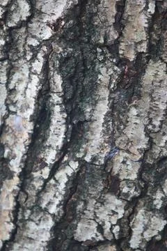 Bark texture background close up 스톡 사진