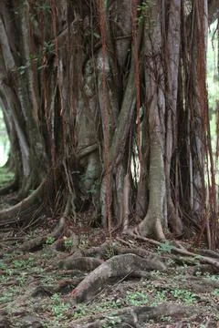 Bark texture background close up Stock Photos