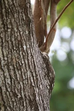 Bark texture background close up Stock Photos