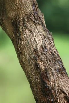Bark texture background close up Stock Photos
