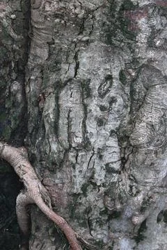 Bark texture background close up Stock Photos