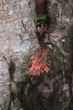 Bark texture background close up Stock Photos