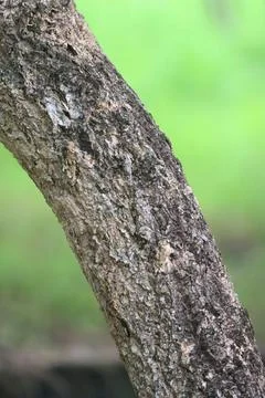 Bark texture background close up 스톡 사진