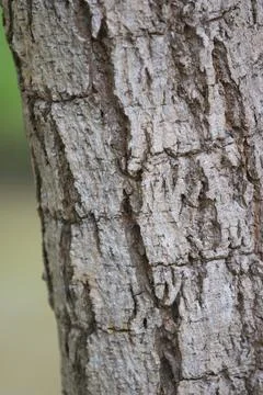 Bark texture background close up Stock Photos