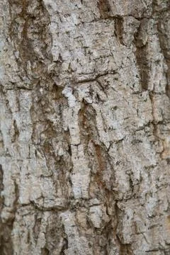 Bark texture background close up Stock Photos