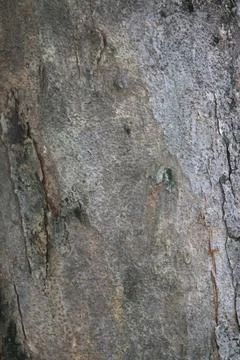 Bark texture background close up 스톡 사진