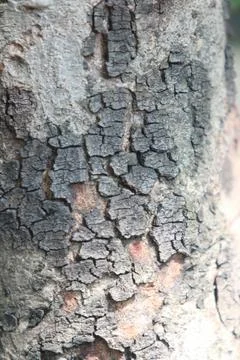 Bark texture background close up Foto stock