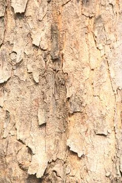 Bark texture background close up Stock Photos