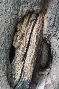 Bark texture background close up Stock-Fotos