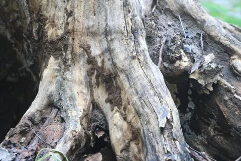 Bark texture background close up Stock Photos