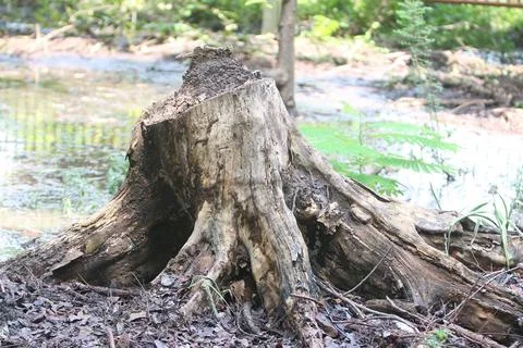 Bark texture background close up Stock Photos