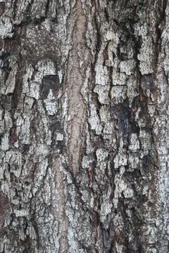 Bark texture background close up Stock Photos
