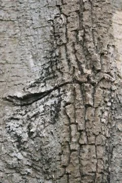 Bark texture background close up Stock Photos