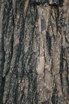 Bark texture background close up Stock Photos