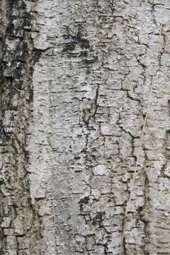 Bark texture background close up Stock Photos