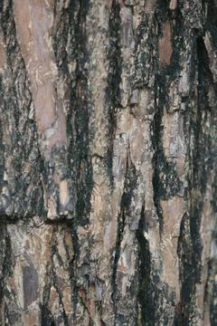 Bark texture background close up Stock Photos