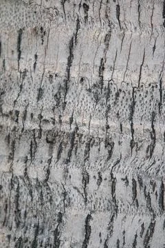 Bark texture background close up Stock Photos