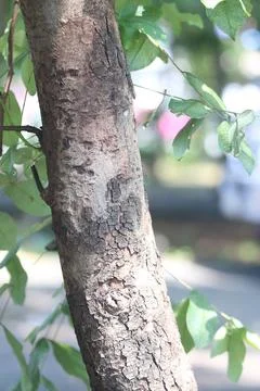 Bark texture background close up Stock-Fotos