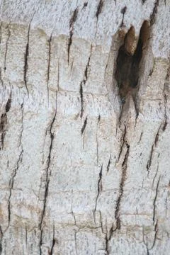Bark texture background close up Stock Photos