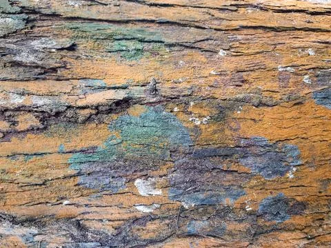 Bark Texture Background of an old pine tree, close up and a mix of green and  Fotos de archivo