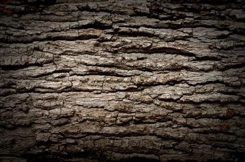 Bark texture background pattern crack old brown for design Stock Photos