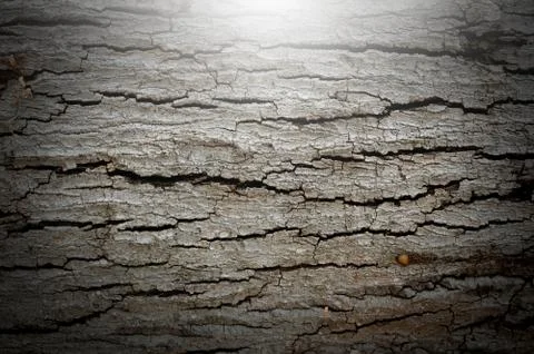 Bark texture background pattern crack old brown for design Stock Photos