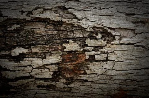 Bark texture background pattern crack old brown for design Stock Photos
