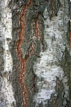 Bark texture background pattern crack old brown for design Stock Photos