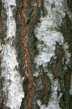 Bark texture background pattern crack old brown for design Stock Photos