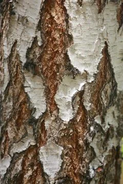 Bark texture background pattern crack old brown for design Stock Photos