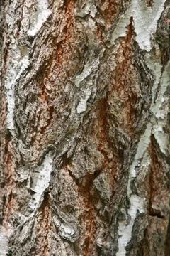 Bark texture background pattern crack old brown for design Fotos Stock