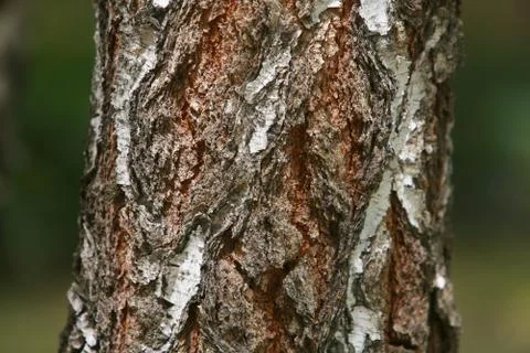 Bark texture background pattern crack old brown for design Stock-Fotos