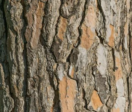 Bark texture background pattern crack old brown for design Stock Photos