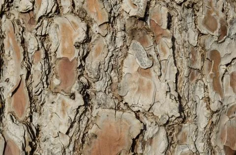 Bark texture background pattern crack old brown for design Stock Photos