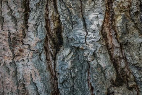 Bark texture background pattern crack old brown for design Stock Photos